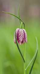 Schachblume / Fritillaria Meleagris