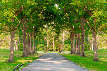 Fototapeta na wymiar road through row of trees