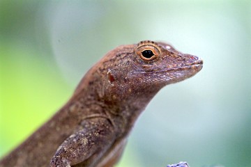 Macro of a common lizard