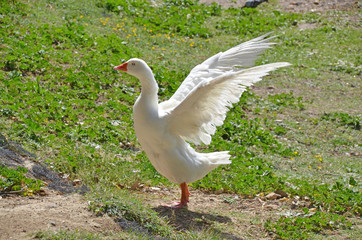 goose flapping its wings