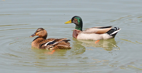 coppia di germani reali
