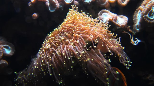 Sea anemone tentacles swaying in the water.
