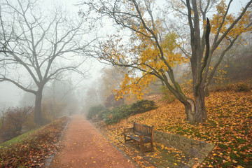 Bench and footpath in an autumn city forest park