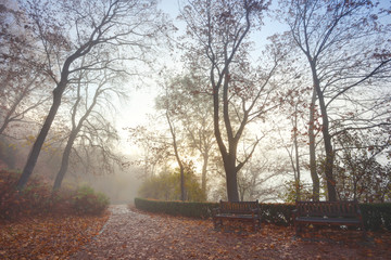 Bare trees in the autumn forest park in the morning