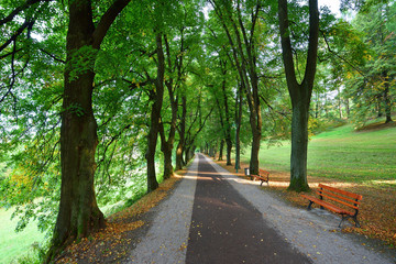 Fototapeta na wymiar Long alley of green trees with a straight pathway