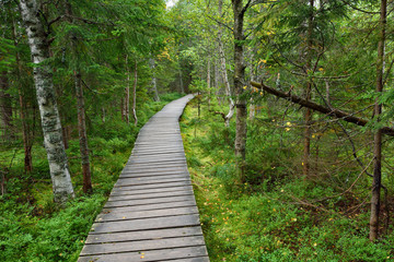 Narrow wooden pathway in the forest fen