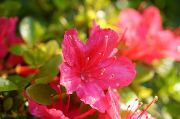 Obraz premium つつじの輝き