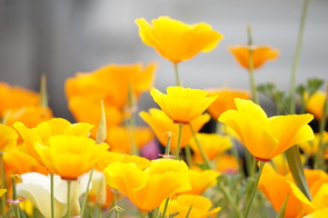 Obraz premium オレンジ色のポピー