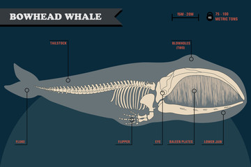 Fototapeta premium Bowhead whale skeleton.