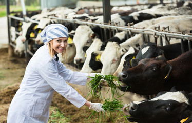 Positive woman feeding cows with grass at cowhouse
