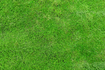green grass