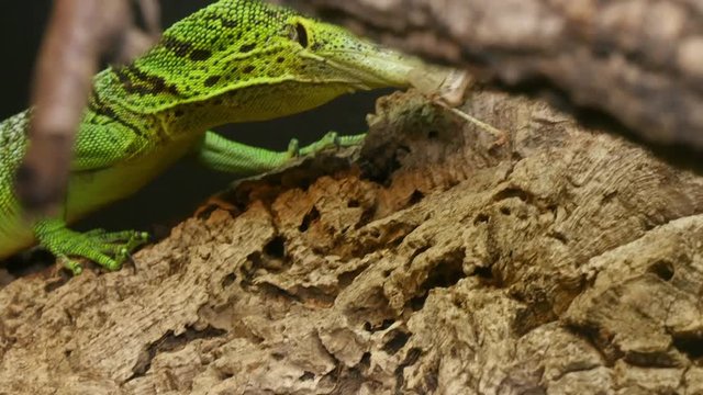 Varanus Prasinus Reptile Hunting.
Varanidae reptile hunting and eating crickets. Varanidae is a family of lizards of the superfamily Varanoidea. 