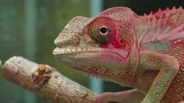 Chameleon Reptile Moving Eyes.
Chameleons or chamaeleons Chamaeleonidae are a distinctive and highly specialized clade of old world lizards with 202 species described. 