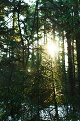 Coniferous forest on a background of bright luminous sun
