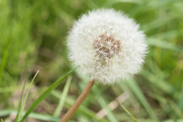 タンポポの綿毛　クローズアップ