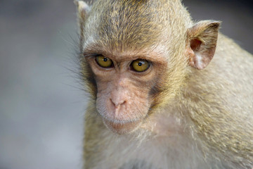 サルのポートレート