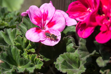 花の蜜を吸うミツバチ　クローズアップ