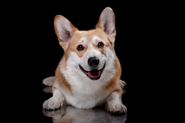 Dog breed Welsh Corgi Pembroke