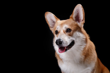Dog breed Welsh Corgi Pembroke
