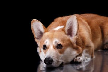 Dog breed Welsh Corgi Pembroke