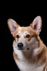 Dog breed Welsh Corgi Pembroke