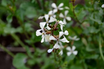 ルッコラ/ロケット／アルガラ