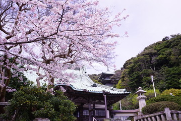 Fototapeta premium cherry blossoms and temple