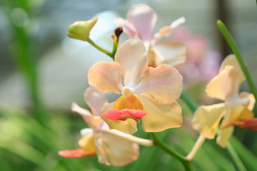 Colorful orchids in the garden with color filter 