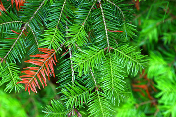 Balsam Fir (Abies balsamea) Needles