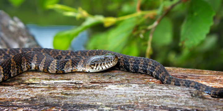 Wisconsin Wildlife Northern Water Snake