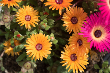 ビングストン・デージー　クローズアップ