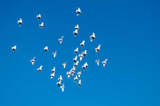 青空に羽ばたく白い鳩
