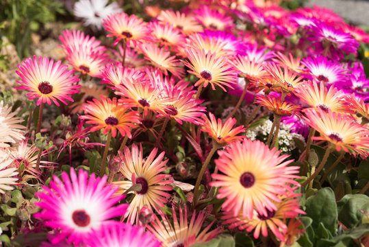 135 Best リビングストン デージー Images Stock Photos Vectors Adobe Stock