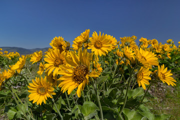 Balsamroot Blooming in the wild in Spring