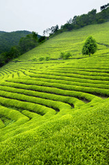 Green tea plantation in South Korea photo © david_franklin