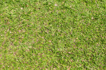 Green grass background texture in plan view