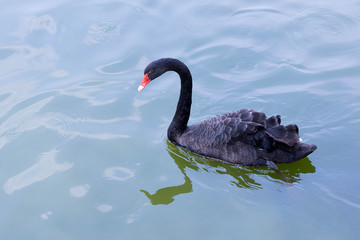 Black beautiful swan swims on water