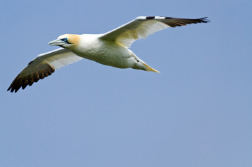 Northern gannet