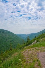 forest in the Cape Breton