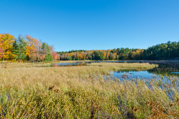Sunrise above forest lake