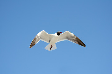 Seagull