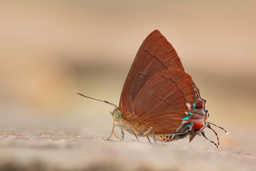 Close up of The Chocolate Royal butterfly in nature