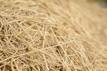 Brown rice straw