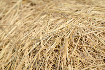 Brown rice straw