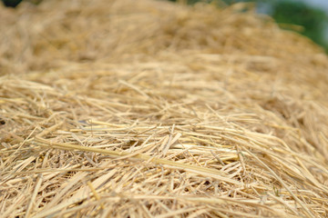 Brown rice straw