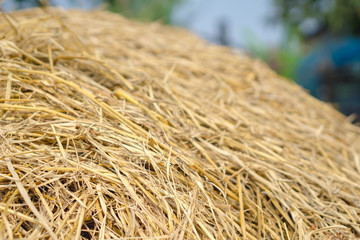 Brown rice straw