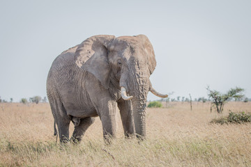 Fototapeta premium Elephant in the grass in the Kruger National Park.