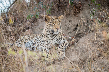 Naklejka premium Starring Leopard in the Sabi Sands.