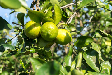 Lime fruits on tree