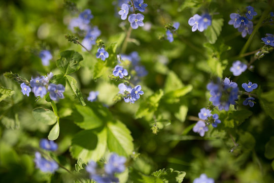 Forget-me-not flowers Myosotis sylvatica